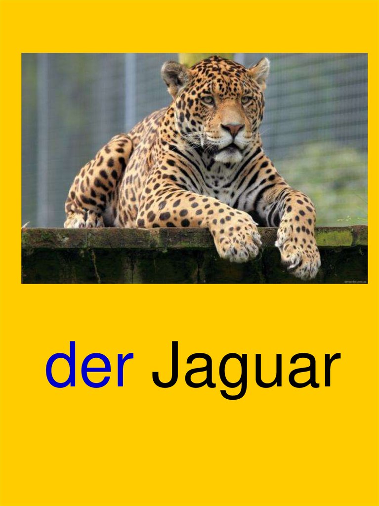 der Jaguar