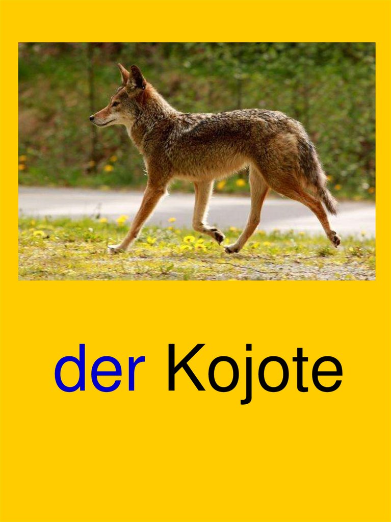 der Kojote