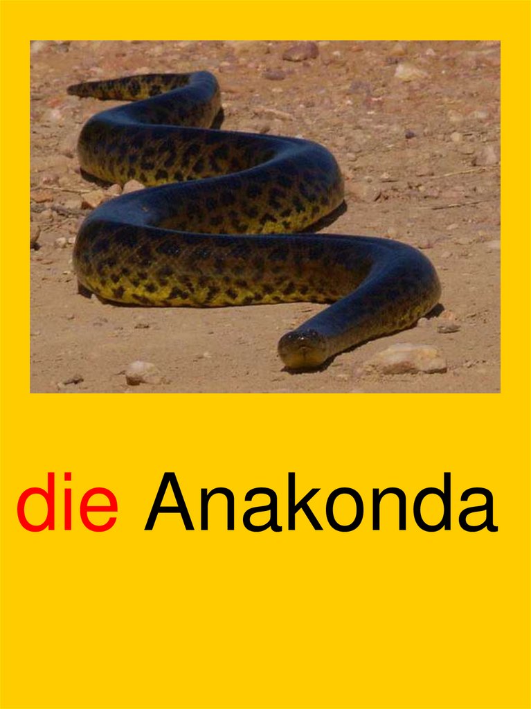 die Anakonda