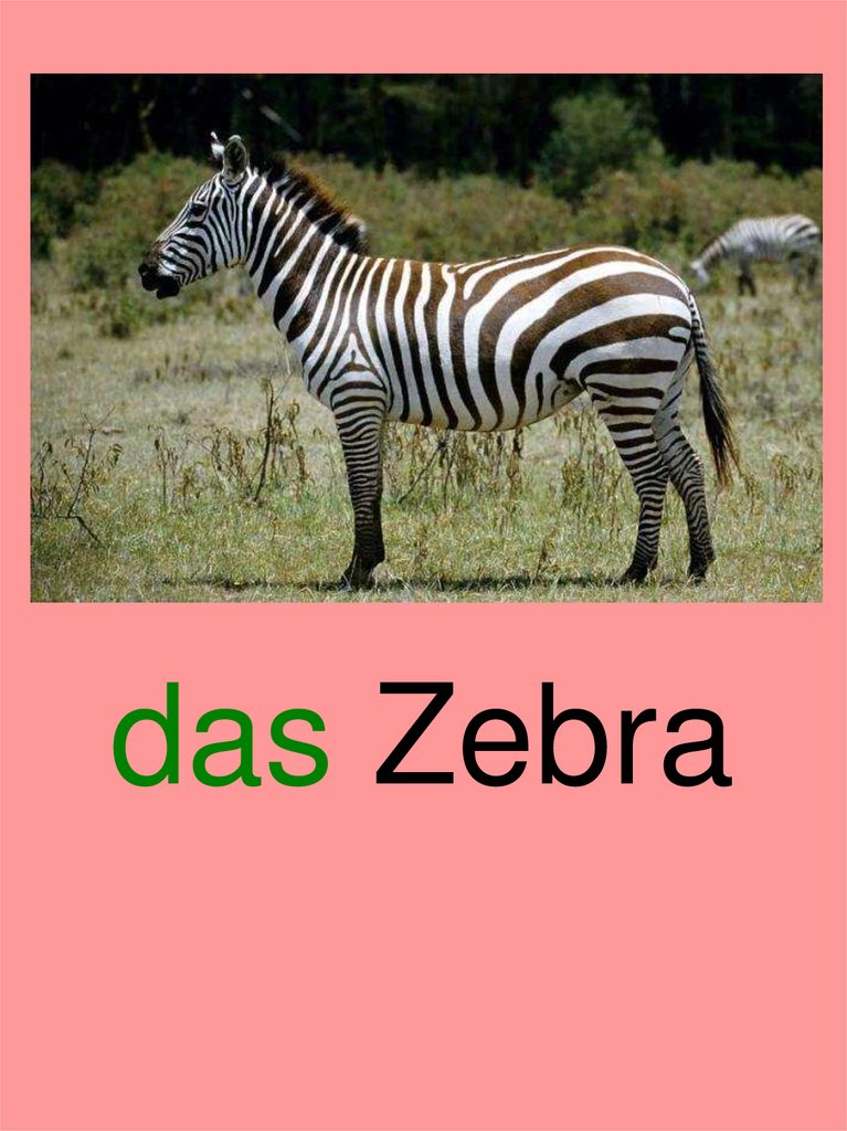 das Zebra