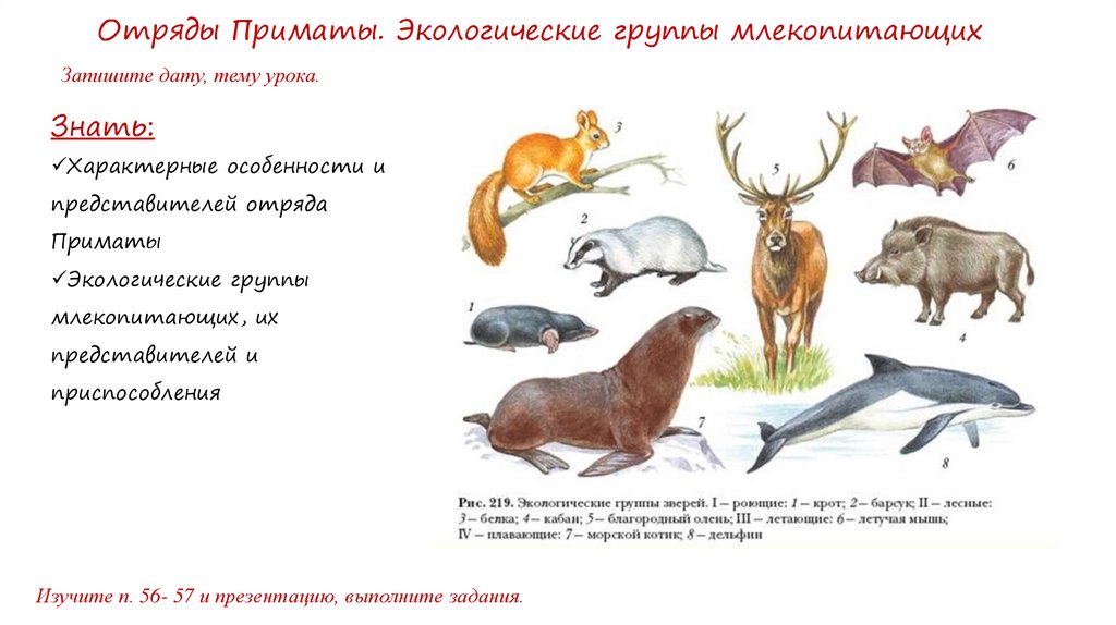 Основные группы млекопитающих