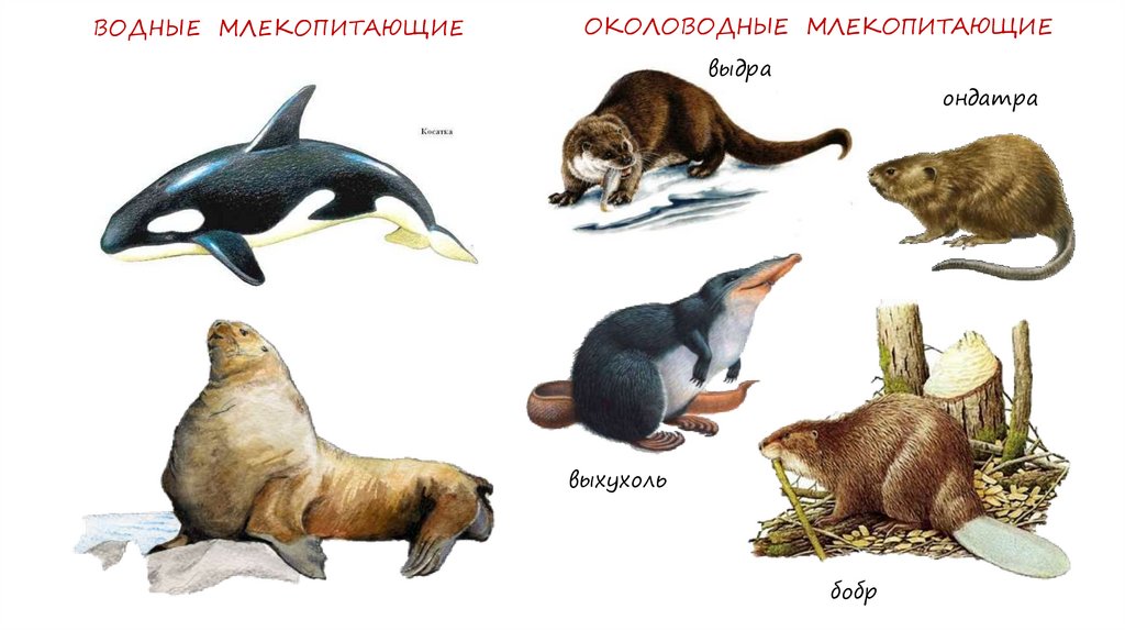 Водные млекопитающие примеры. Водные млекопитающие. Водные млекопитающие животные. Водные млекопитающие представители. Класс водных млекопитающих.