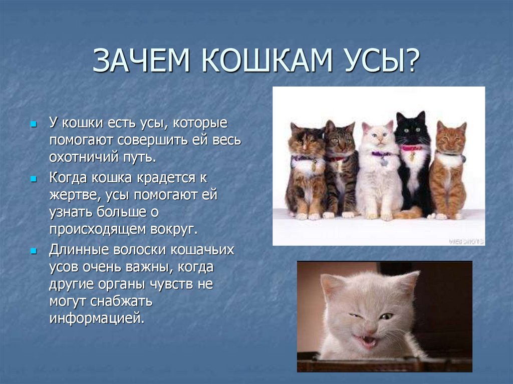 Почему кошку зовут кошку. Для чего кошке усы. Для чего нужны усы кошкам. Зачем кошка. Зачем котам и кошкам усы.