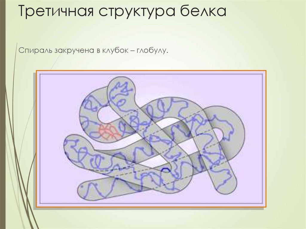 Третичная структура белка