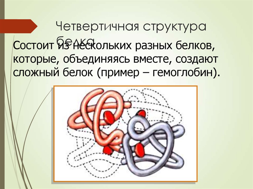 Выбери рисунок на котором представлена четвертичная структура белка