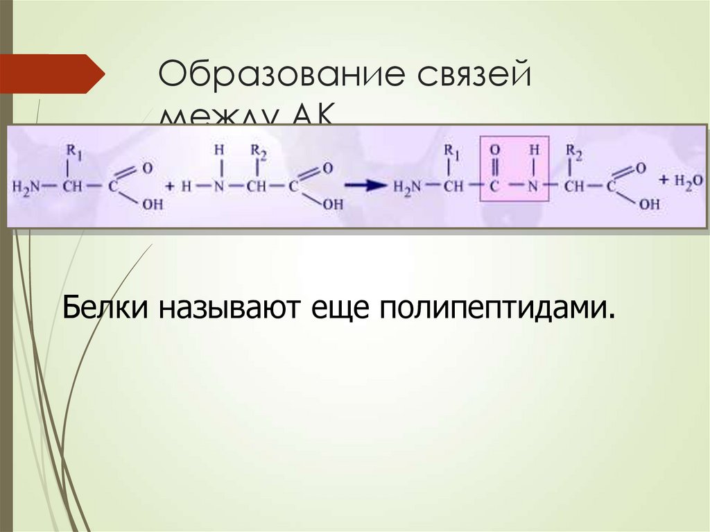 Образование связей между АК