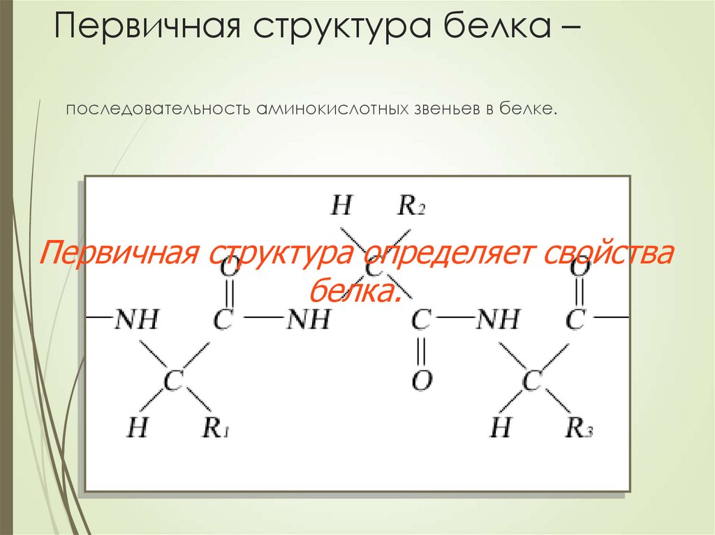 Первичная структура белка –