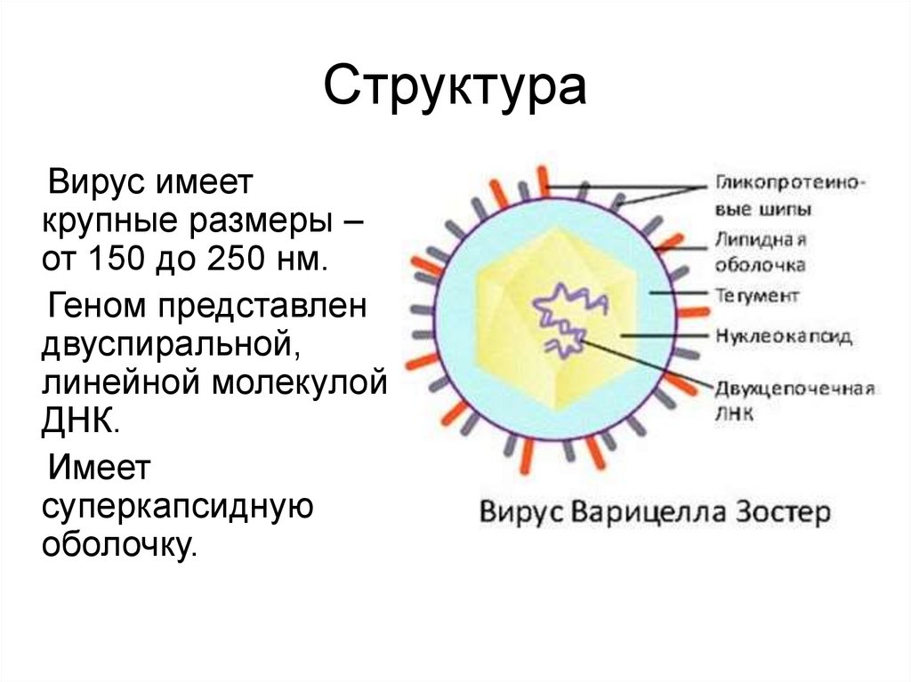 Вирус оспы рисунок