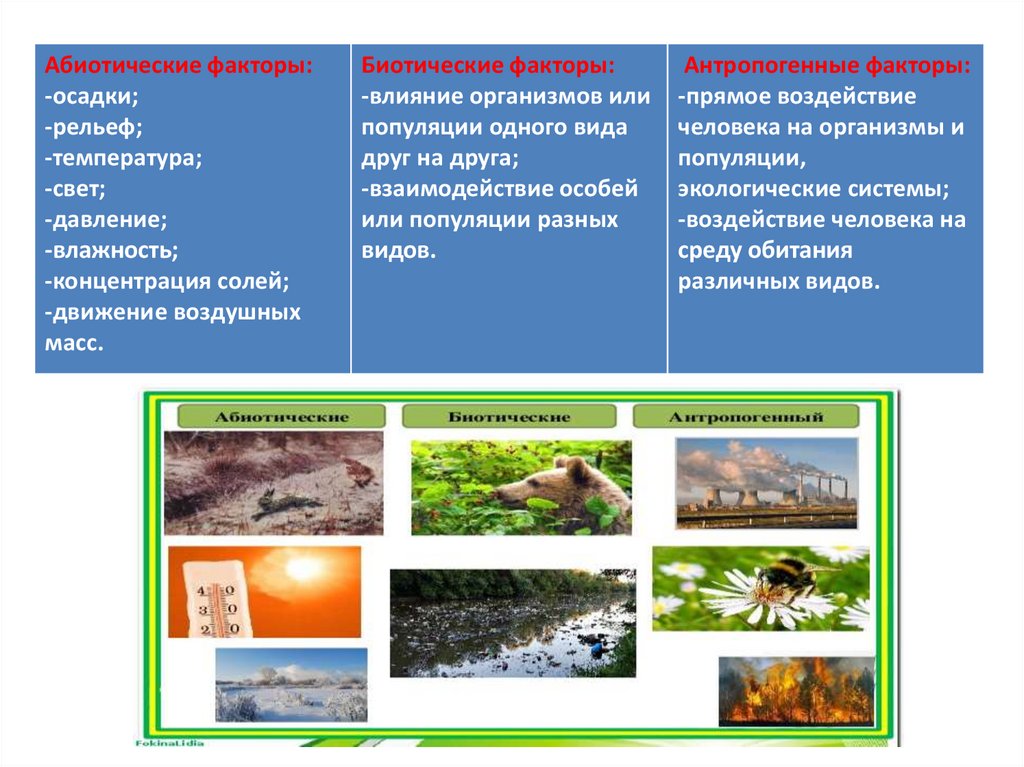 Биотические экологические факторы среды ответ. Доклад на тему факторы среды и их влияния на биоценозы. Богатые видами биоценозы. Факторы среды примеры. Факторы среды МКФ.