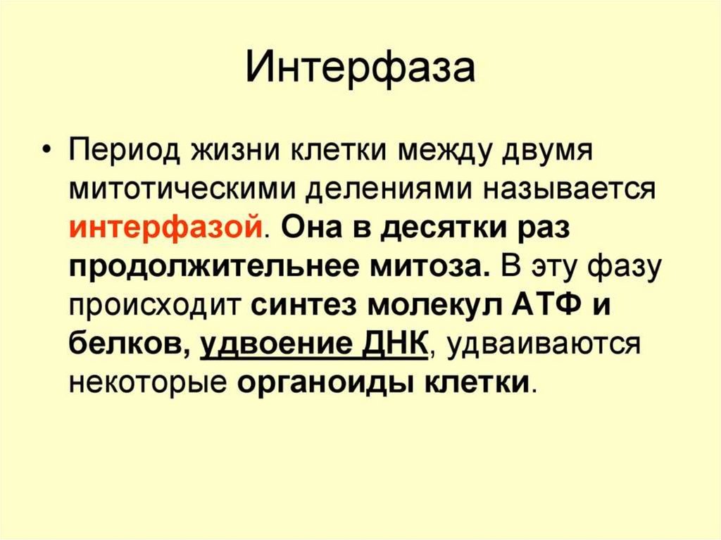 Между пери. Интерфаза (понятие). Интерфаза описание кратко. Интерфаза характеристика процессов. Краткая характеристика интерфазы.