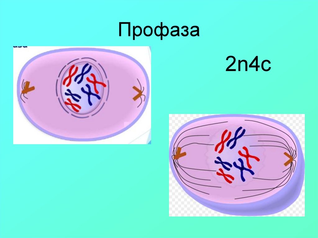 Фаза профаза рисунок