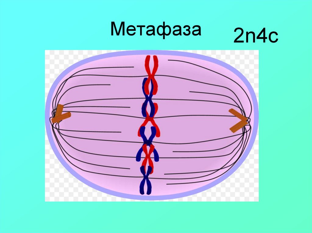 Метафаза мейоза 2