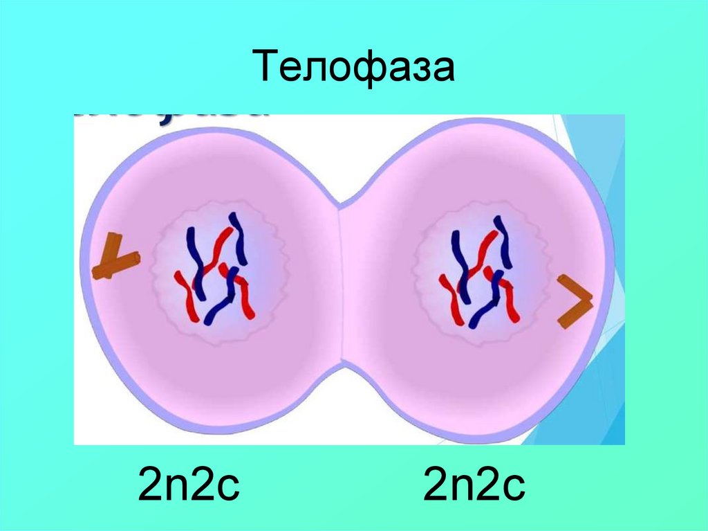 Телофаза 2n2c рисунок