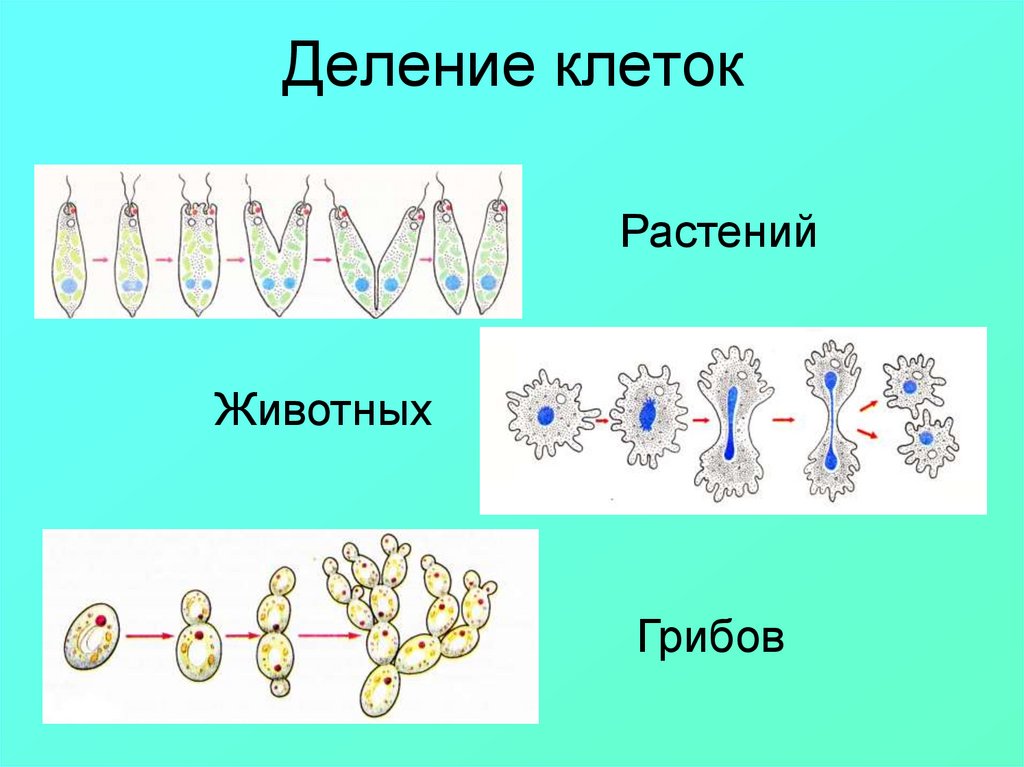 Рассмотреть рисунок деление клетки