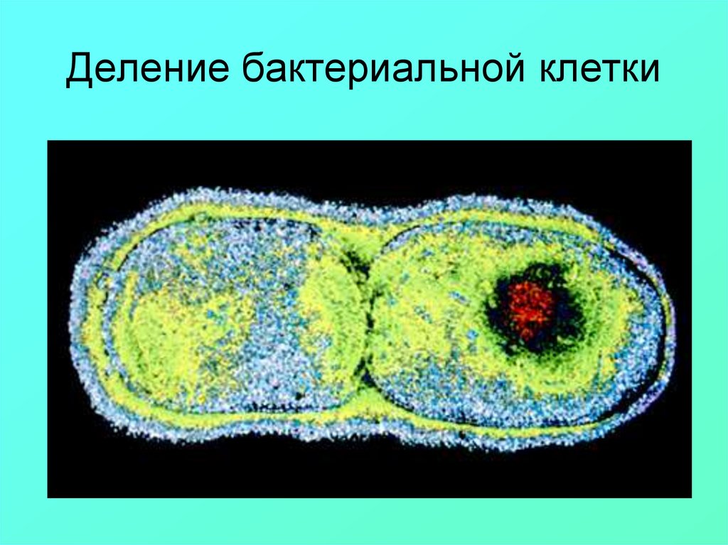 Способы деления клетки бактерий. Деление бактериальной клетки. Размножение делением клетки. Механизм бинарного деления бактериальной клетки. Размножение царства бактерии деление клеток.