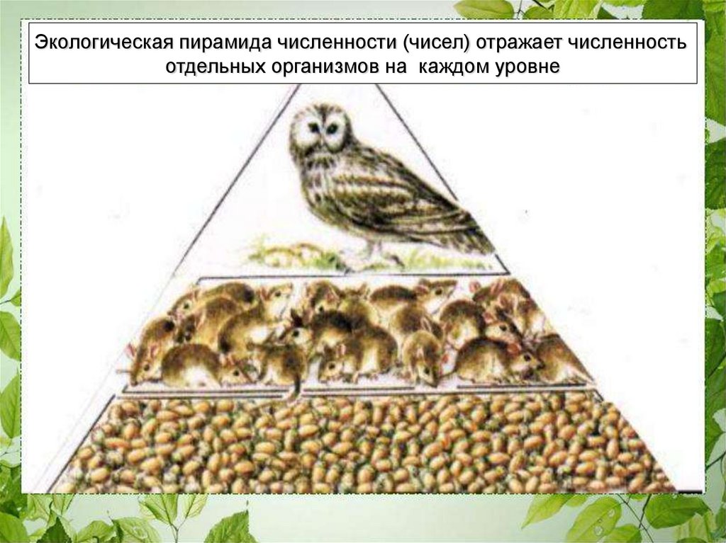 Экологическая пирамида биоценоза. Экологическая пирамида энергии в биоценозе. Цепи питания и экологические пирамиды. Экологическая пирамида численности.