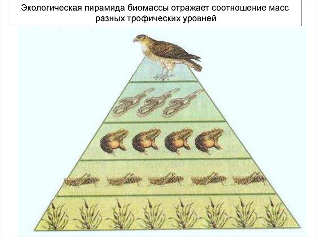 Экологическая пирамида биоценоза. Пирамида биомассы пищевой цепи. Экологические пирамиды пирамида биомасс. Экологическая пирамида биомассы леса.