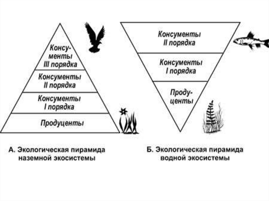 Орел консумент какого. Консументов в экосистеме.. Роль консументов в экосистеме. Консументы леса. Первичные консументы.