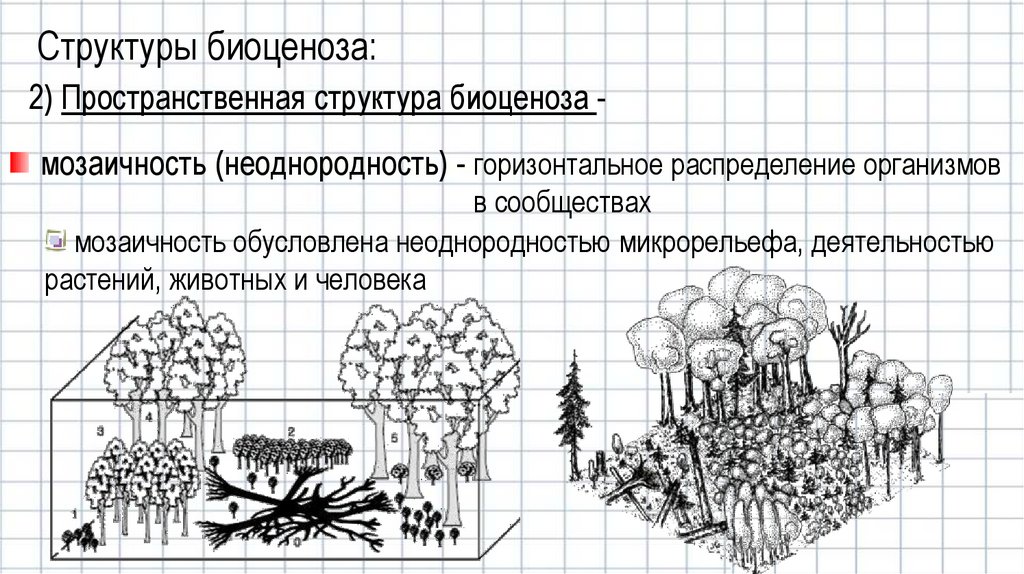 Биогеоценозы и биоценозы презентация 9 класс биология