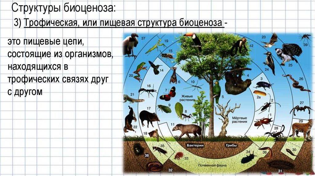 Основные поставщики энергии в биоценозе