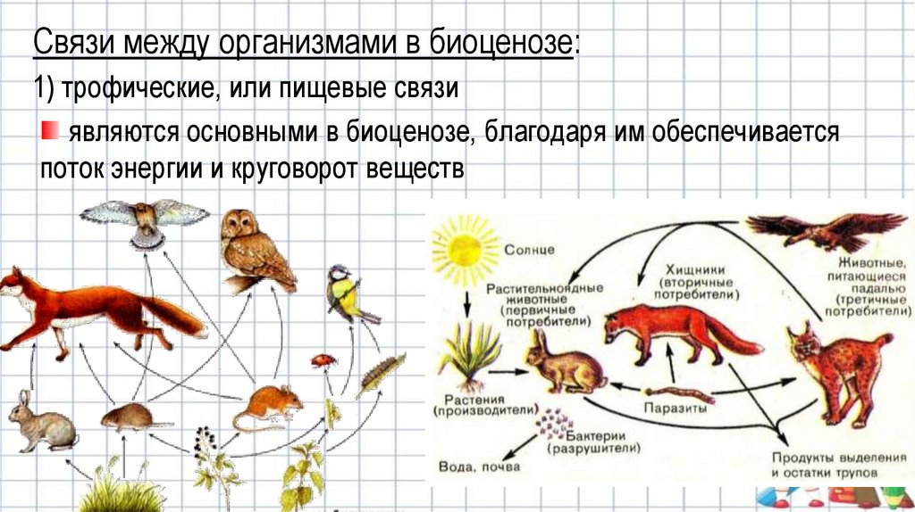 Между какими организмами. Трофические связи в биоценозе. Типы связей между организмами трофические. Взаимосвязь популяций в биоценозе. Трофические взаимоотношения между организмами.