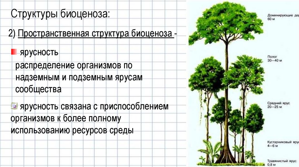 Проанализируйте рисунки параграфа определите и впишите в таблицу виды растений составляющих биоценоз