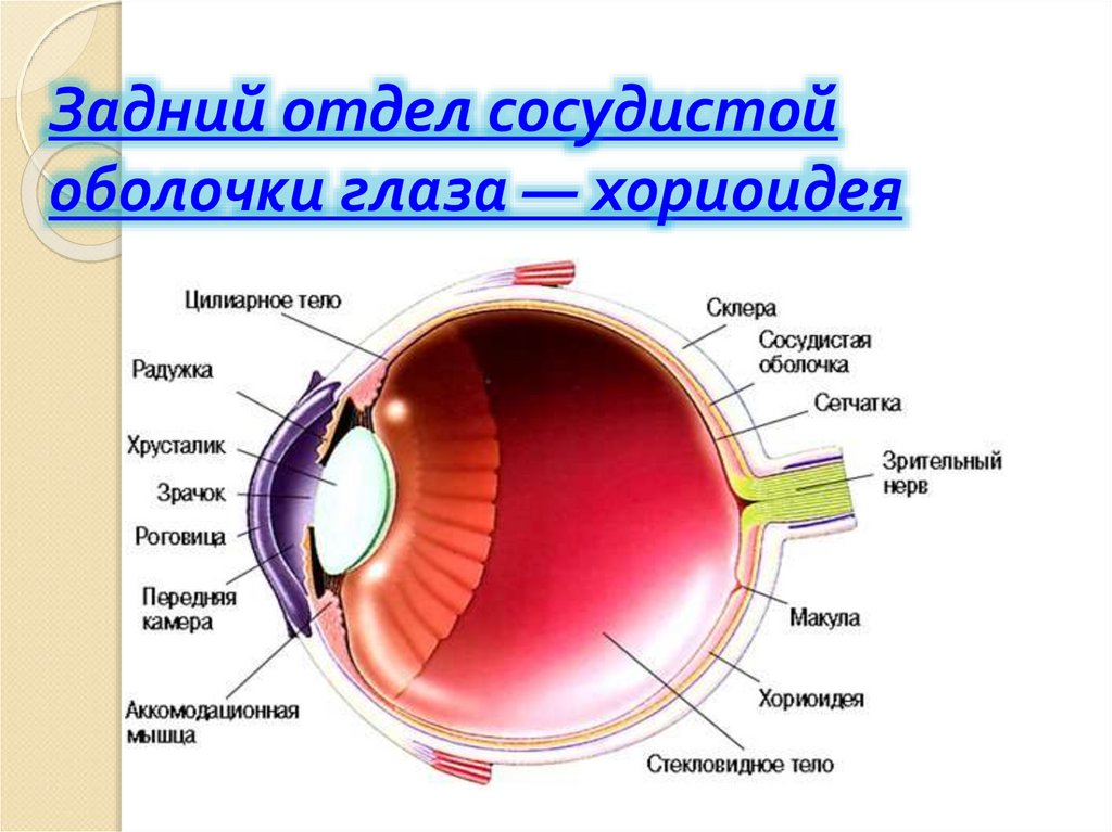 Оболочки глаза человека таблица. Строение глаза хориоидея. Сосудистая оболочка глазного яблока состоит. Строение сосудистой оболочки глаза.