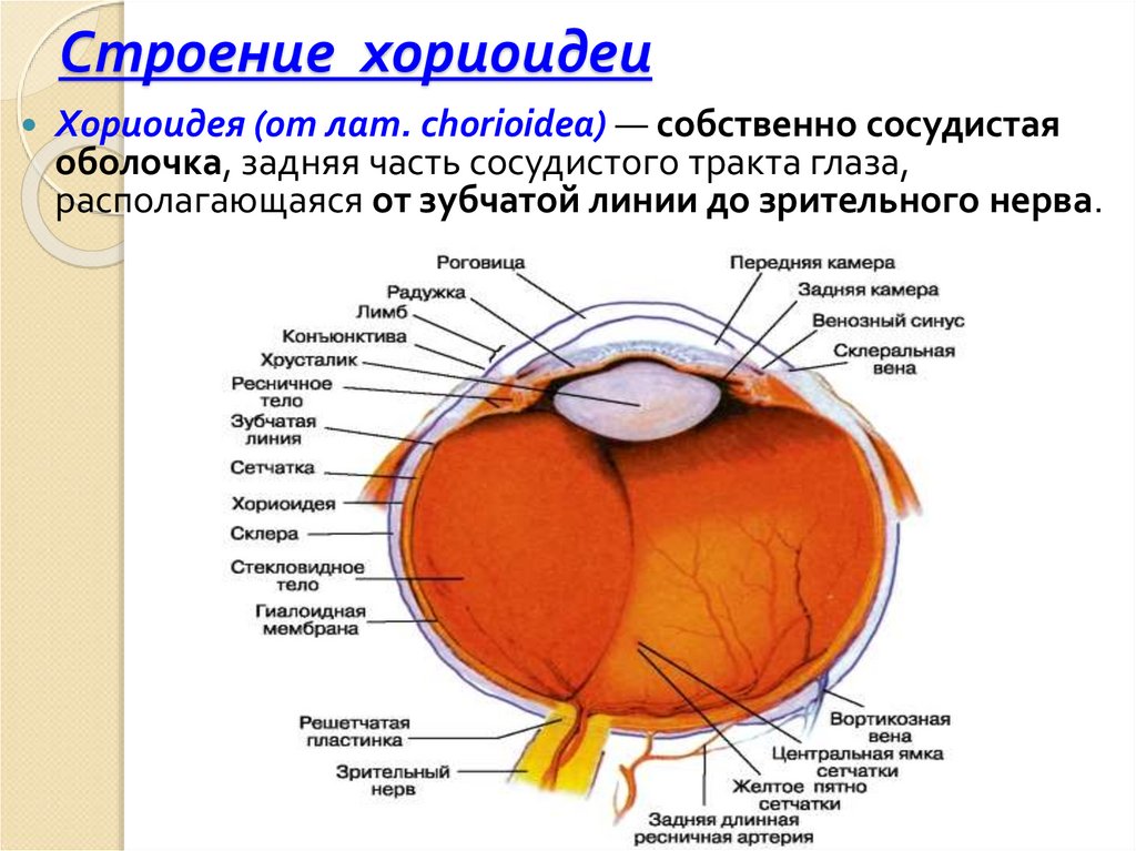 Плотная наружная оболочка глаза называется