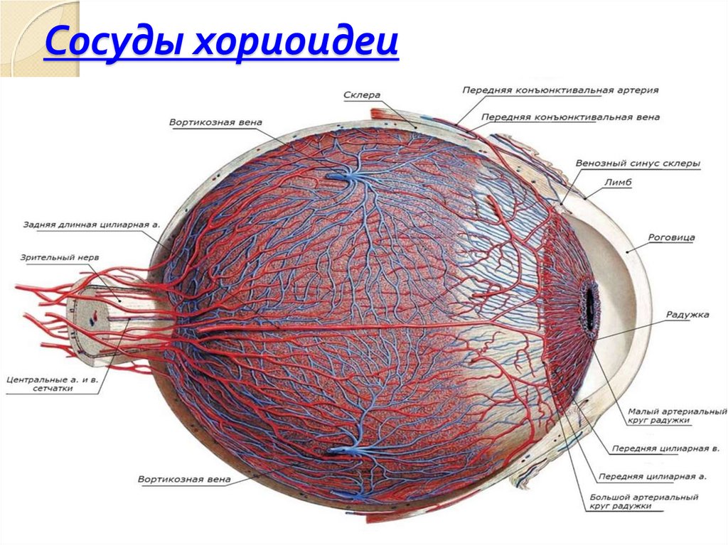 Цвет сосудистой оболочки глаза. Надсосудистая пластинка сосудистой оболочки. Хориоидея гистология. Иннервация сосудистой оболочки глаза. Сосудистая оболочка глаза анатомия.