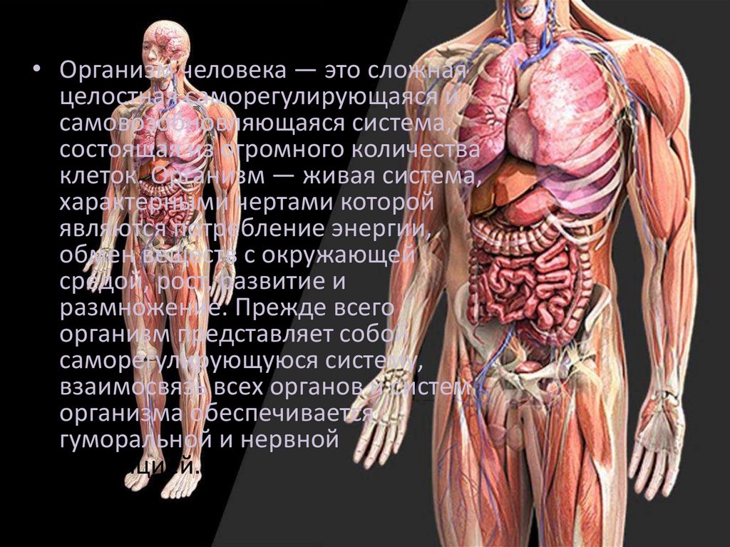 Расположение внутренних органов человека.