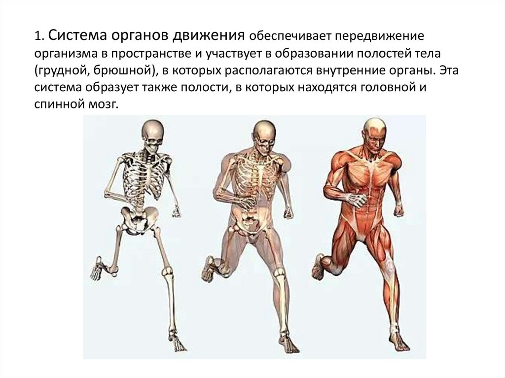 Система тела. Человекоподобное строение тел. Сосательные строение тел. Строение тела фол гайс.