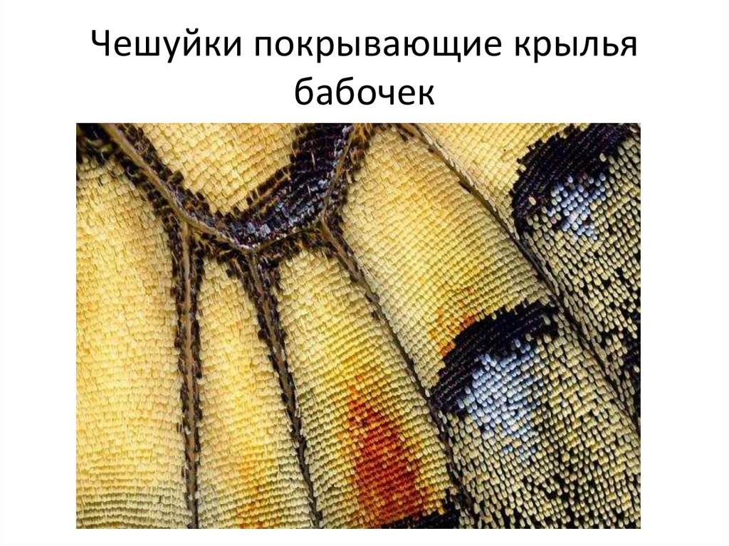 Чешуйки покрывающие крылья бабочек