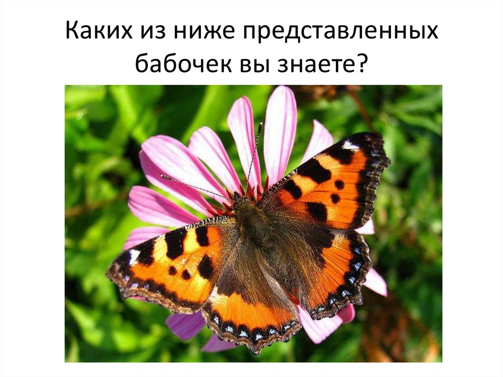 Первые бабочки весной 2 класс. Бабочка крапивница окружающий мир 2 класс. Первые бабочки. Бабочки для презентации. Бабочка крапивница для детей.