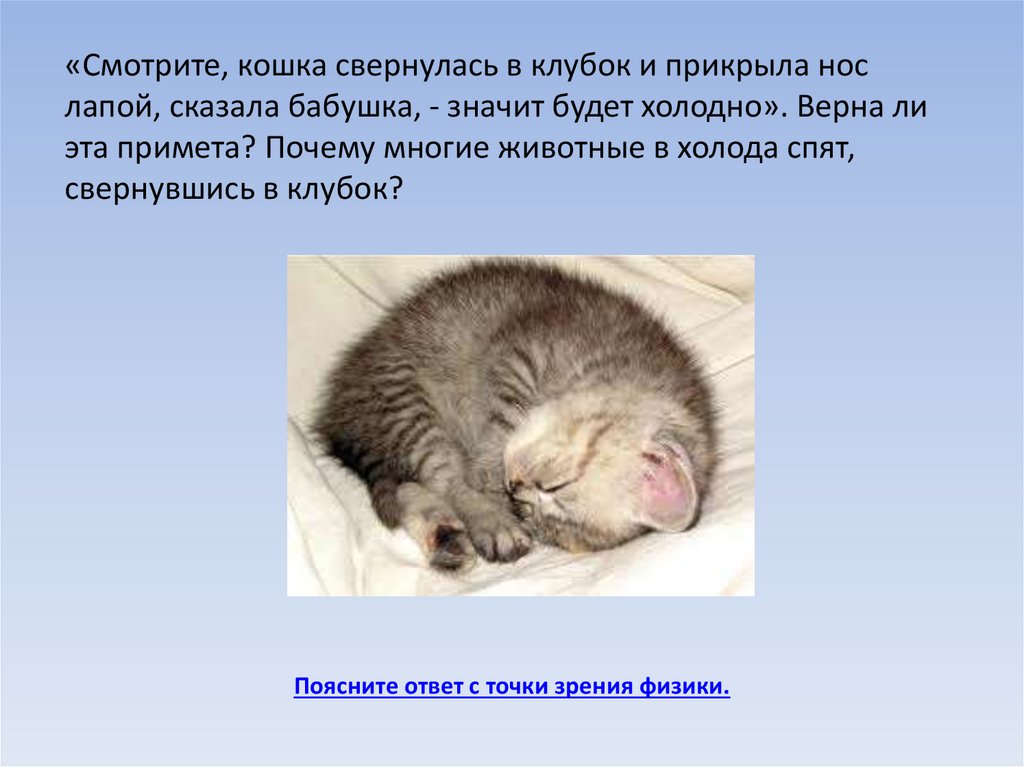 Почему животные спят клубком. Кошка свернулась клубком примета. Кошка сворачивается в клубок. Почему кошки сворачиваются в клубок. Кошка свернулась клубочком.