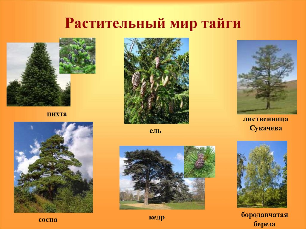 Важные растения в россии. Растительный Покров тайги. Растения тайги в Евразии. Зона тайги растения. Растительныймирт тпйги.