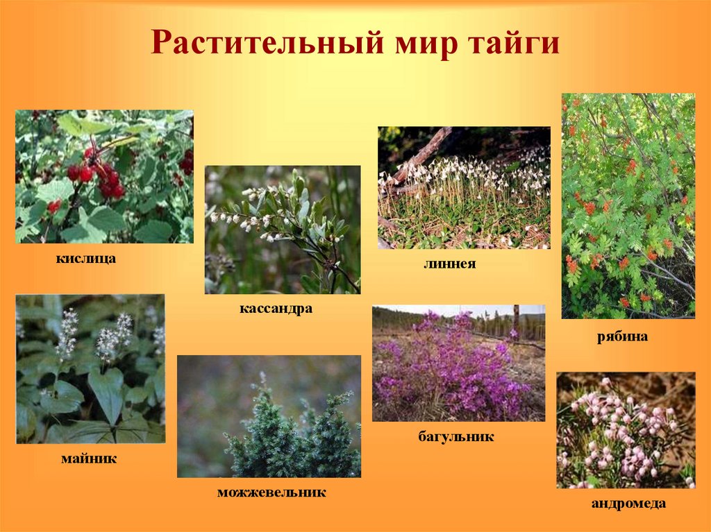 Растения растущие в россии список. Растительность тайги. Растения тайги. Растительныймирт тпйги. Растительность виайге.