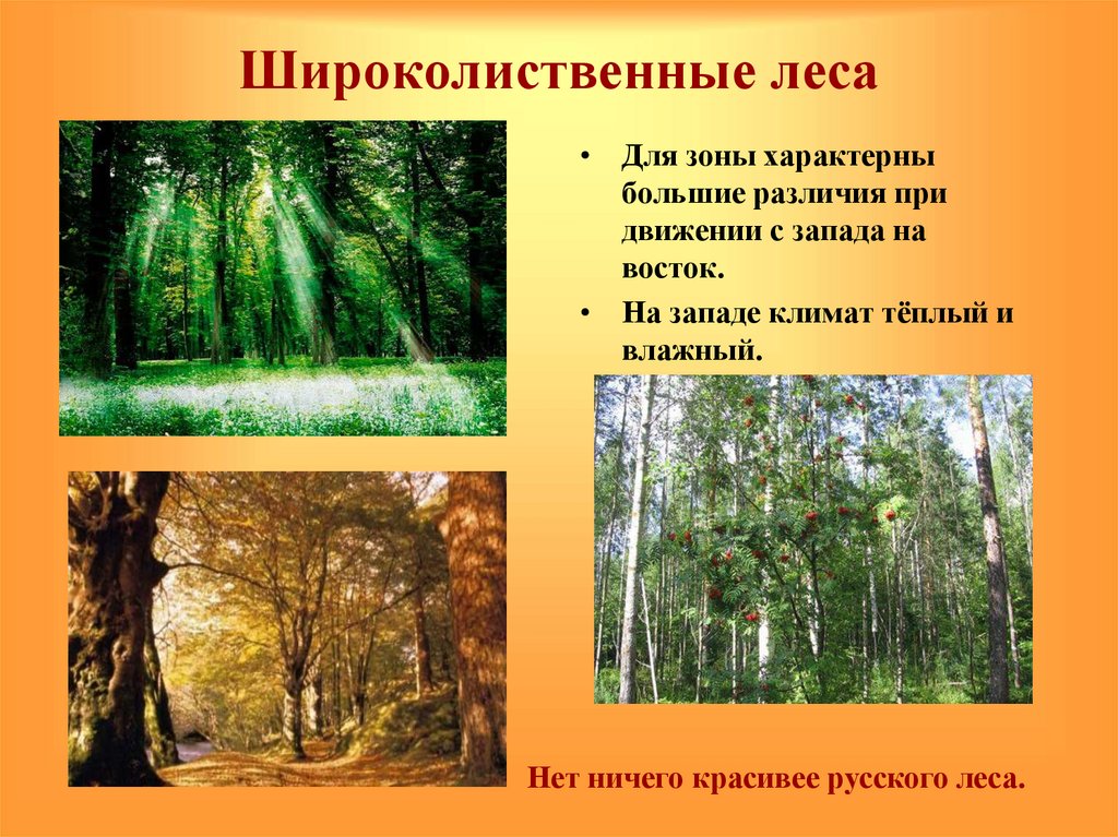 Широколиственный лес характерные растения