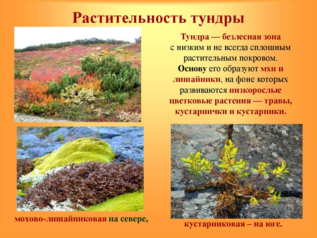 Природная зона тундровый тип. Тундра Мохово-лишайниковая растительность. Мохово-лишайниковая тундра России. Природная зона тундра растительный мир. Природные зоны России тундра растения.