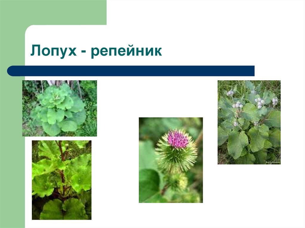 Лопух - репейник