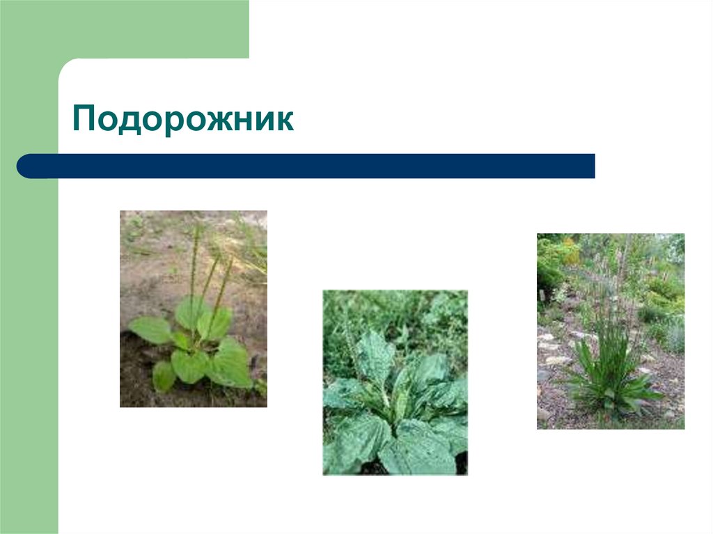 Подорожник