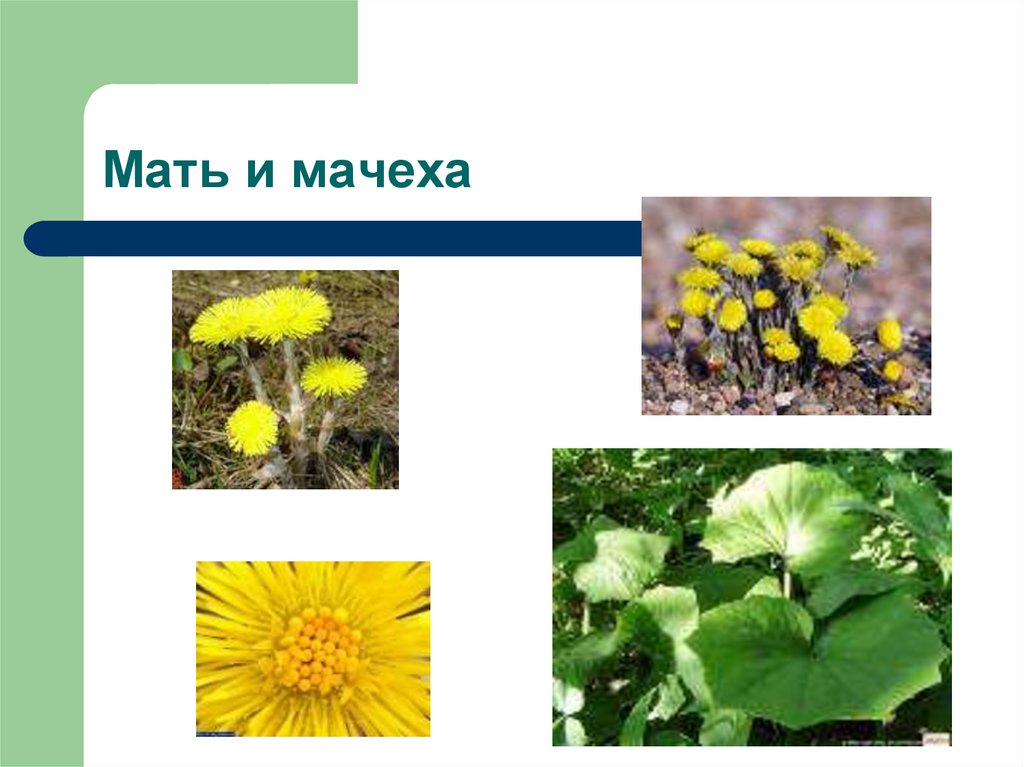 Мать и мачеха