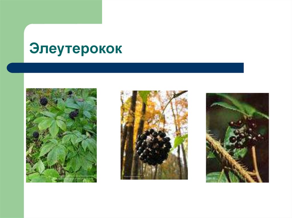 Элеутерокок