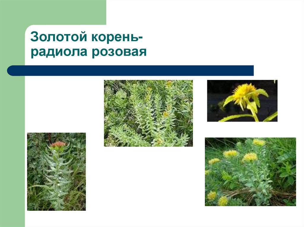 Золотой корень- радиола розовая