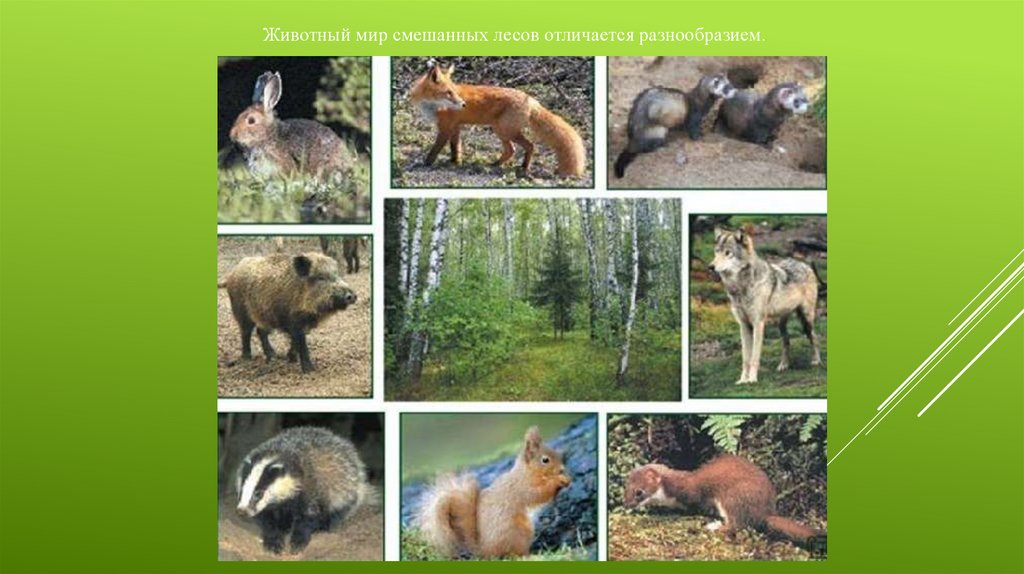 Животные смешанных и и лиственных лесов - презентация онлайн
