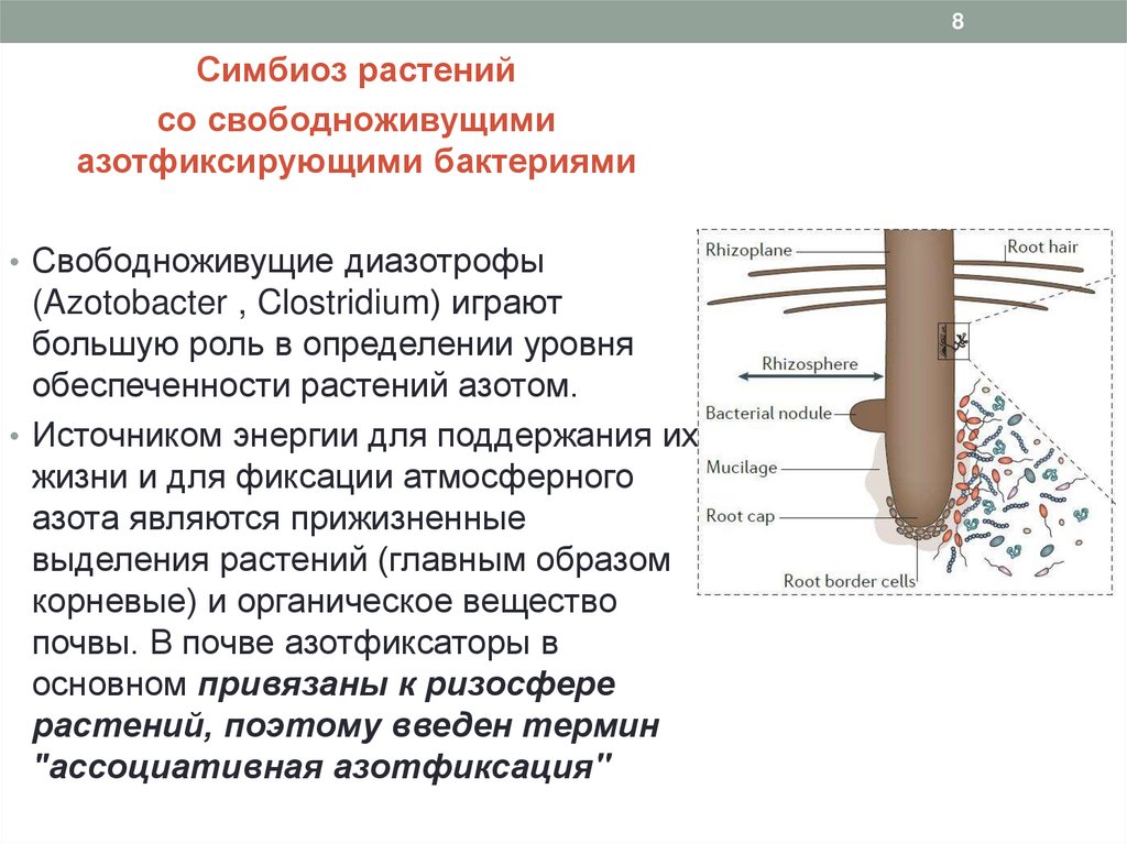 Формы взаимоотношений между растениями