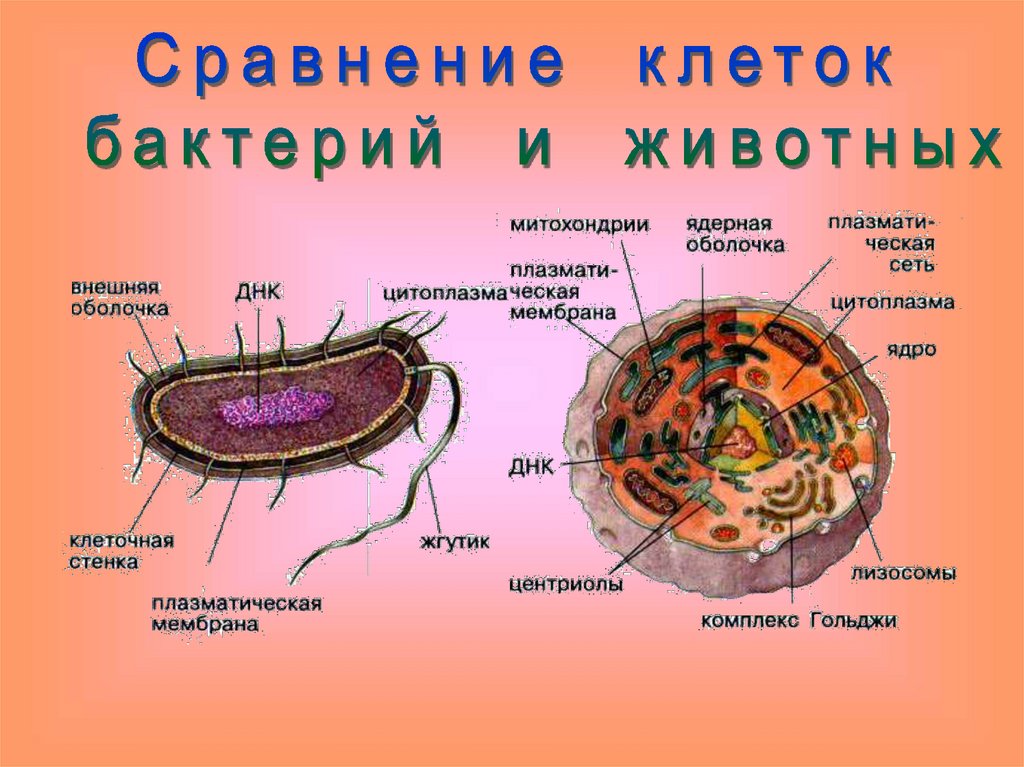 В клетках прокариот в отличие. Строение клетки прокариот рисунок. Строение клетки цианобактерий. Почему прокариоты это древние организмы. Прокариоты бактерии и сине-зеленые водоросли.