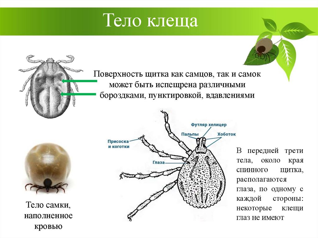 Карта высот тула