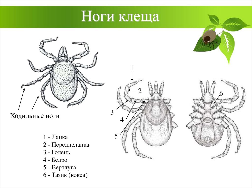 Таежный клещ рисунок