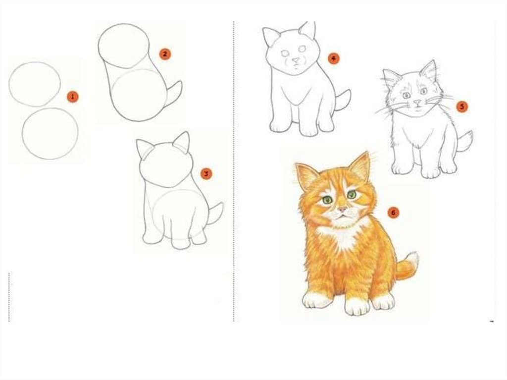 Как нарисовать кота поэтапно для детей. Этапы рисования кошки. Этапы рисования кошки для дошкольников. Этапы рисования кота для детей. Схема рисования котенка для детей.