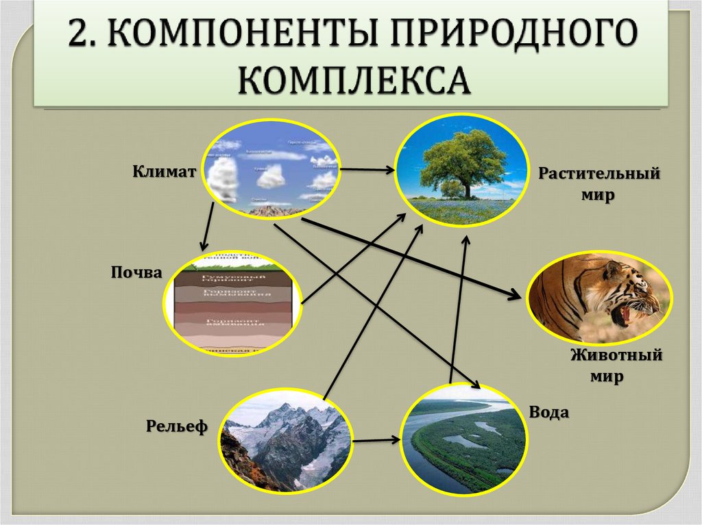 6 класс география презентация жизнь на поверхности суши леса